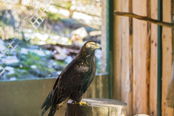 El hermoso y en peligro de extinción águila dorada o Aquila Chrysaetos. Águila carpática en el zoológico — Foto de Stock
