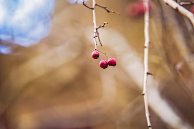 Kış dalları alıç kırmızı meyve ile. Dalları alıç. Hasat alıç