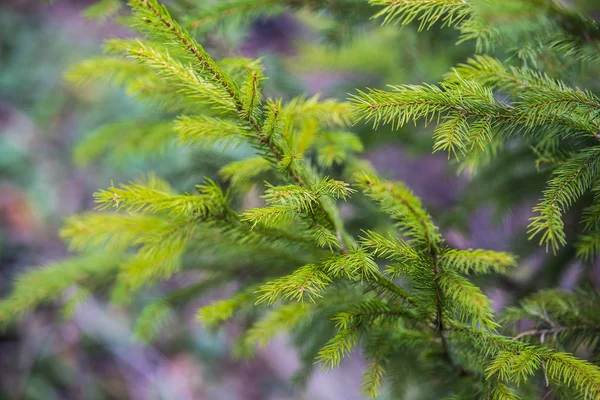 Våren ljus bakgrund med unga spruce grenar. — Stockfoto