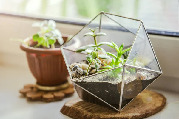 Florarium mit Sukkulenten. modischer geometrischer Glastopf für Kakteen — Stockfoto