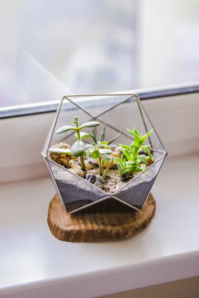Florarium con piante grasse. Vaso di vetro geometrico alla moda per cactus — Foto Stock