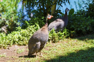 Yeşil çimenlerin üzerinde vahşi guinea hen
