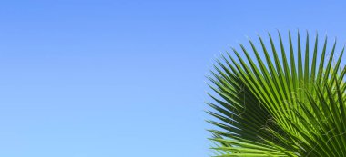 Yeşil palmiye bir mavi berrak gökyüzü arka plan üzerinde bırakır. Banner, reklam, kartvizit için hurma yaprakları izole