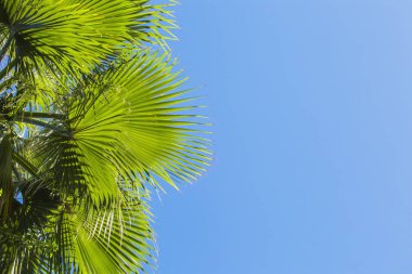 Yeşil palmiye bir mavi berrak gökyüzü arka plan üzerinde bırakır. Hurma yaprakları izole
