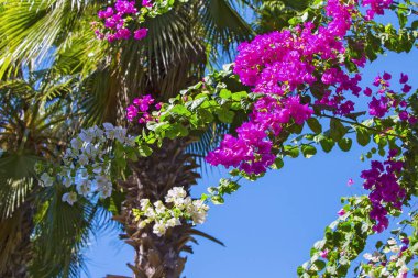 Çiçek açan Begonvil. Pembe Begonviller çiçekler. Bougainvillea çiçek çiçek arka plan.