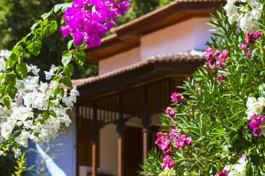 Çiçek açan Begonvil. Pembe Begonviller çiçekler. Bougainvillea çiçek çiçek arka plan