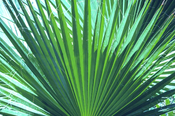Palm leaves dark green background. Coconut palm trees