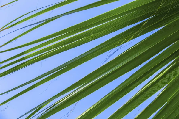 A palma verde parte em um fundo azul do céu claro. Isolar as folhas da palma da data — Fotografia de Stock