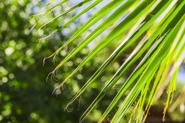 Gröna palmblad på gröna skogen bakgrund. Bladen av dadelpalm — Stockfoto