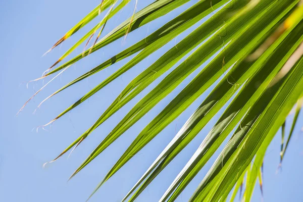 A palma verde parte em um fundo azul do céu claro. Isolar as folhas da palma da data — Fotografia de Stock