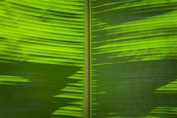 Grön banan lämna textur bakgrund — Stockfoto