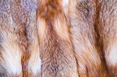 Red fox deri. Tilki kürk alaca güzel tüyleri ile