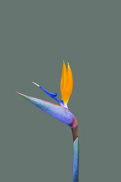 Pássaro da flor do paraíso. Strelitzia isolado em fundo cinza — Fotografia de Stock
