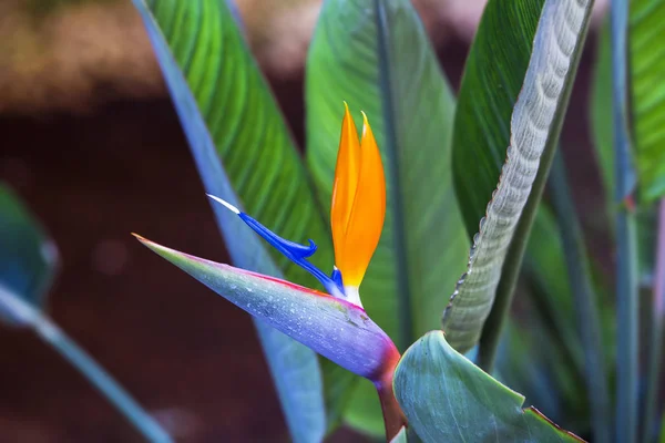 Pássaro bonito da flor do paraíso. Flor tropical Strelitzia reginae sobre fundo verde — Fotografia de Stock