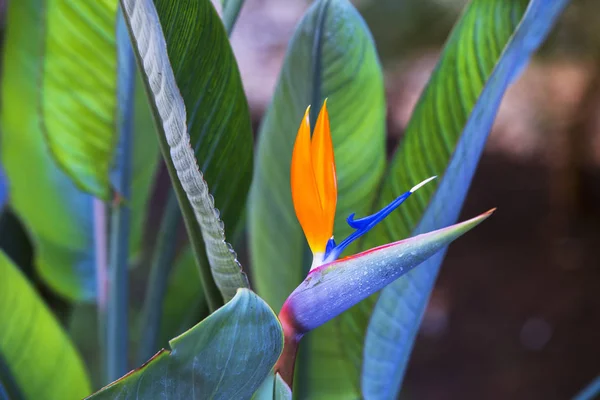 Beautiful Bird of Paradise Flower. Tropical flower Strelitzia reginae on green background — Stock Photo, Image