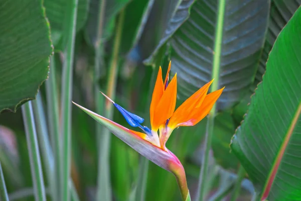 Pássaro bonito da flor do paraíso. Flor tropical Strelitzia reginae sobre fundo verde — Fotografia de Stock
