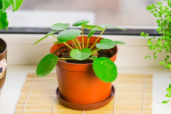 Pilea peperomioides, pencere kenarında duran para fabrikası. Saksıda ev bitkisi