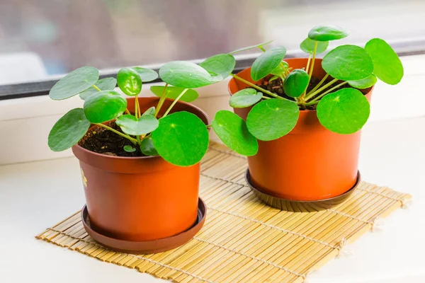 Pilea peperomioides, pencere kenarında duran para fabrikası. Saksıda ev bitkisi