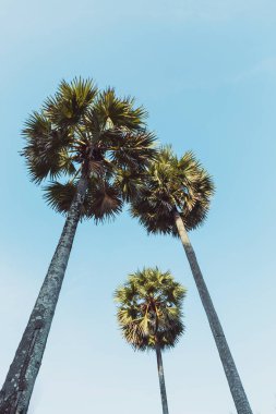 Açık mavi gökyüzüne karşı üç palmiye ağacı, aşağıdan manzara. Mavi arka planda izole edilmiş, uzun palmiye ağaçlarının huzurlu manzarası.