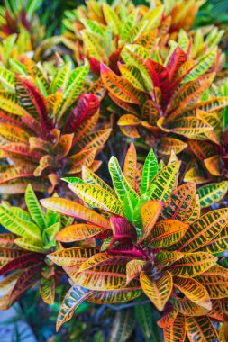 Ebedi yeşil çalı (Codiaeum variegatum) ya da turuncu yasemin. Güzel yaprak desenli çok renkli çalılar.