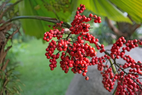 Warna merah menyegel buah palem lilin, Cyrtostachys renda, tumbuh di taman. Buah merah yang indah di pohon palem — Stok Foto