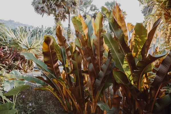 Biljetter av bananträd, en vacker tropisk trädgård på plats. Tonad filterbild. Kreativa tropiska blad layout — Stockfoto