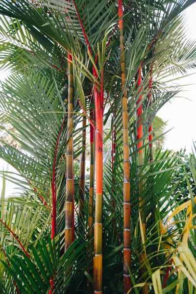 Läppstift palm (Cyrtostachys renda) vacker buskig palm med en röd stam och gröna blad — Stockfoto