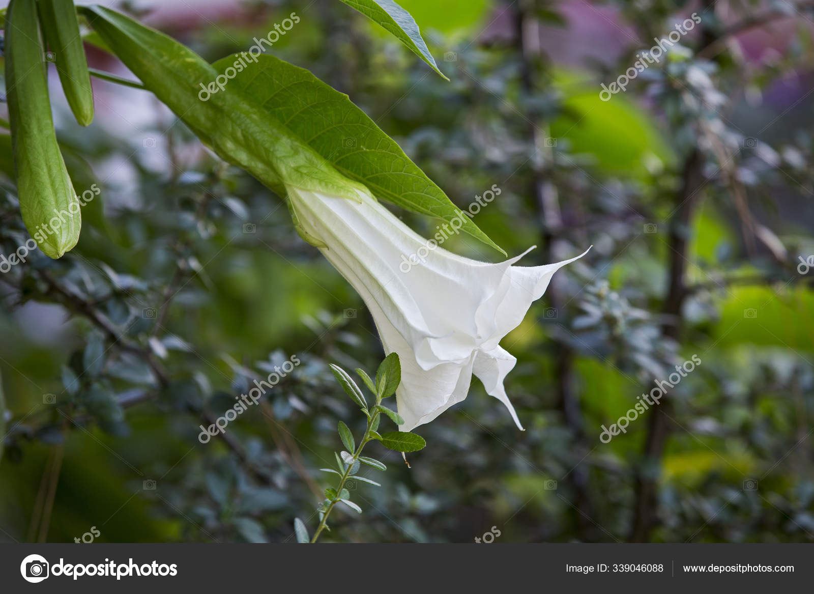 Pomme d'épine blanche (Datura inoxia) belle fleur. Fleur en forme de  trompette de plante hallucinogène La trompette du diable, également appelée  Jimsonweed image libre de droit par Olga_Prava © #339046088