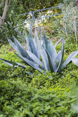 Bahçedeki büyük Aloe Vera bitkisinin yakın görüntüsü. Yaz güneşli bir gün