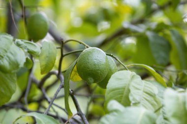 Limon ağacı, yazın dallarda sallanan yeşil limon meyveleri.
