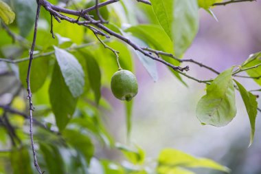 Limon ağacı, yazın dallarda sallanan yeşil limon meyveleri.