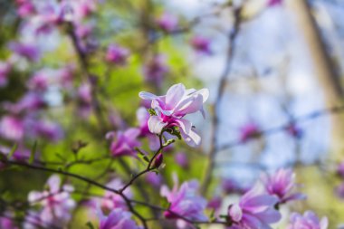 Dalda manolya çiçeği açıyor. Ağaç dalındaki güzel pembe bahar çiçeği, afiş kartpostalı. Seçici odak.