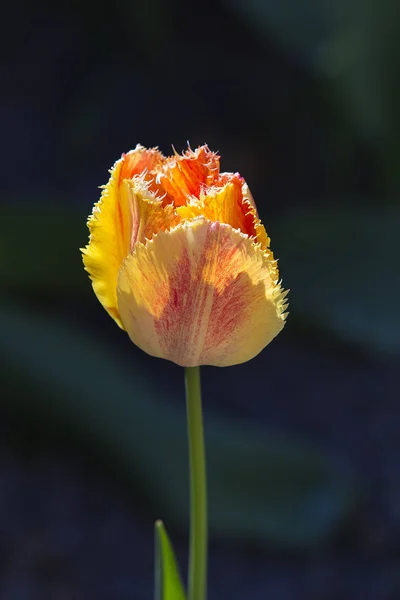 Eine Gelb Rot Gelockte Tulpe Auf Dunklem Hintergrund Selektiver Fokus — Stockfoto