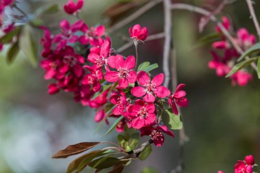 Çiçekli süs elması ağacı. İlkbaharda açmakta olan ağaçta bir sürü kırmızı yengeç-elma çiçeği yakın..
