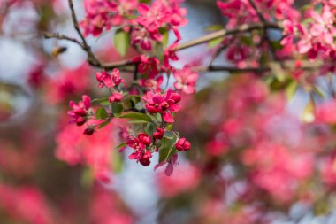 Çiçekli süs elması ağacı. İlkbaharda açmakta olan ağaçta bir sürü kırmızı yengeç-elma çiçeği yakın..