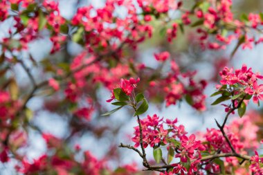 Çiçekli süs elması ağacı. İlkbaharda açmakta olan ağaçta bir sürü kırmızı yengeç-elma çiçeği yakın..