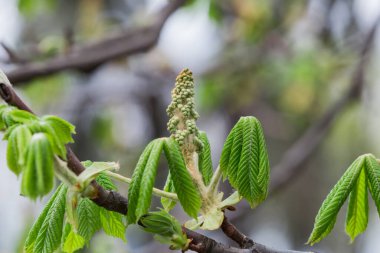 İlk yeşil kestane dalları tomurcuklanır. Kestanenin çiçek açan bahar yaprağı. Doğa arka planı, seçici odak.