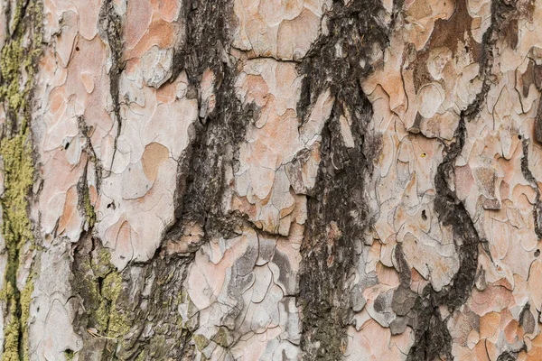 Textur Bark Tall Pree Närbild Den Gamla Trästrukturen Med Naturligt — Stockfoto