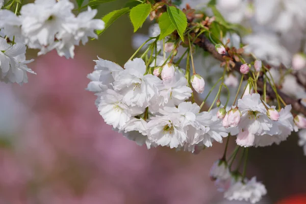 Gyönyörű Virágzó Japán Cseresznye Sakura Háttér Virágok Egy Tavaszi Napon — Stock Fotó