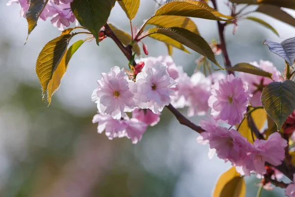 Beautiful Flowering Japanese Cherry Sakura Background Branch Flowers Spring Day — Stock Photo, Image