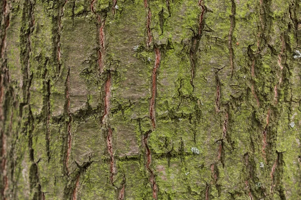 树皮上的树皮 树皮上的绿色苔藓 — 图库照片