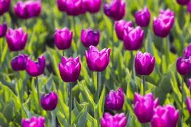 Baharda güzel mor laleler bahçeye yakın olacak. Seçici odak
