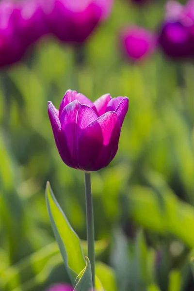 Frühling Schöne Lila Tulpenfeld Aus Nächster Nähe Garten Selektiver Fokus — Stockfoto