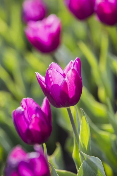 Frühling Schöne Lila Tulpenfeld Aus Nächster Nähe Garten Selektiver Fokus — Stockfoto