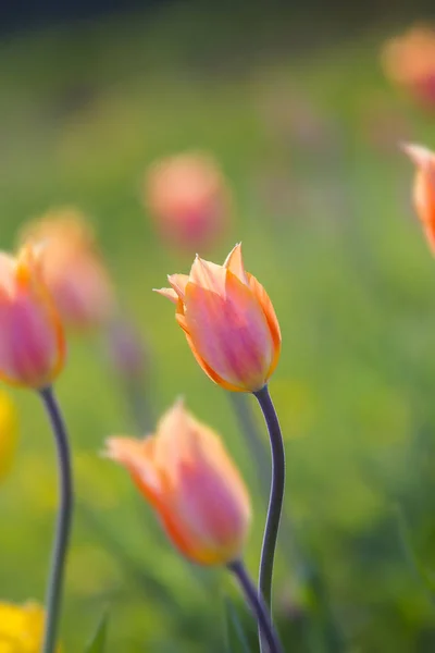 Rosa Und Gelbe Tulpen Blumen Feld Frühling Hintergrund Selektiver Fokus — Stockfoto