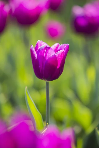 Frühling Schöne Lila Tulpenfeld Aus Nächster Nähe Garten Selektiver Fokus — Stockfoto