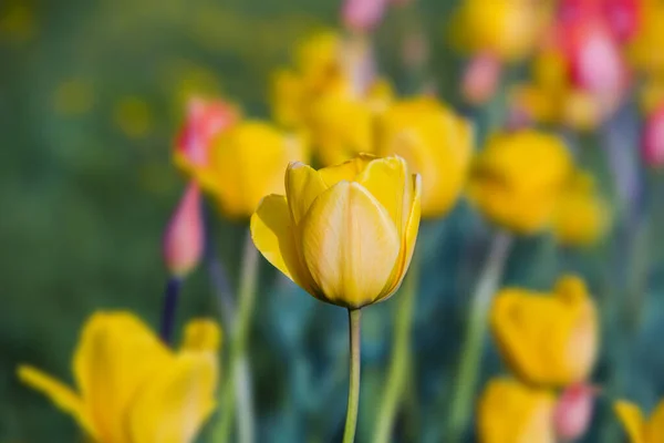 Rosa Und Gelbe Tulpen Blumen Feld Frühling Hintergrund Selektiver Fokus — Stockfoto