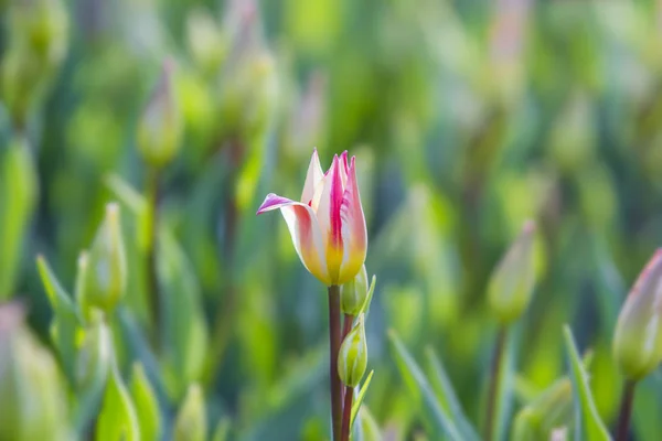 Rosa Und Gelbe Tulpen Blumen Feld Frühling Hintergrund Selektiver Fokus — Stockfoto