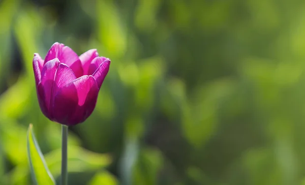 Frühling Schöne Lila Tulpenfeld Aus Nächster Nähe Garten Selektiver Fokus — Stockfoto