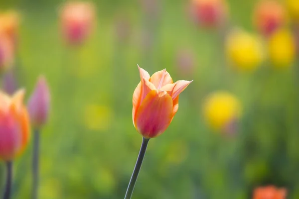 Rosa Und Gelbe Tulpen Blumen Feld Frühling Hintergrund Selektiver Fokus — Stockfoto